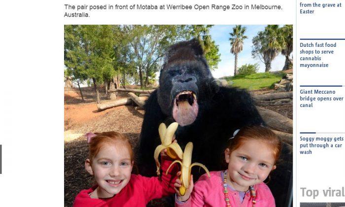 Gorilla Photobombs Two Young Girls in Australia Zoo (+Photo)