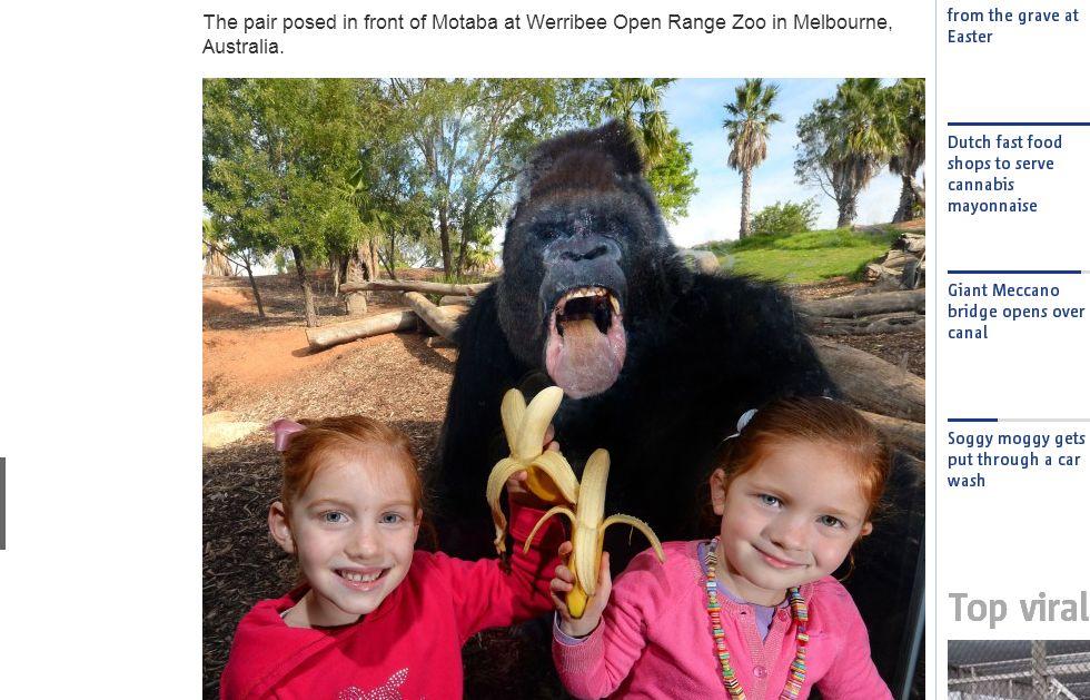 Gorilla Photobombs Two Young Girls in Australia Zoo (+Photo)