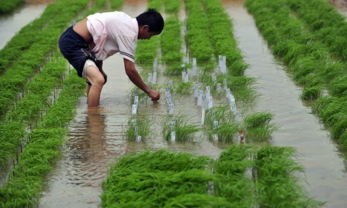 Heavy Metal Pollution Threatens China’s Rice Industry