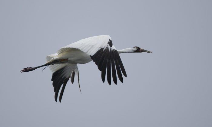 Calgary Zoo’s Effort to Conserve Whooping Cranes gets Funding Boost