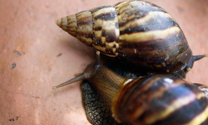 Giant Deadly Snail Found in Texas; Officials Say Don’t Touch It