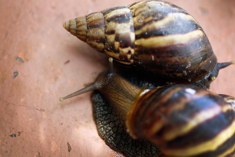 Giant Deadly Snail Found in Texas; Officials Say Don't Touch It