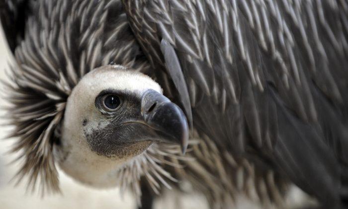 Woman Eaten By Vultures After Falling to Death in France
