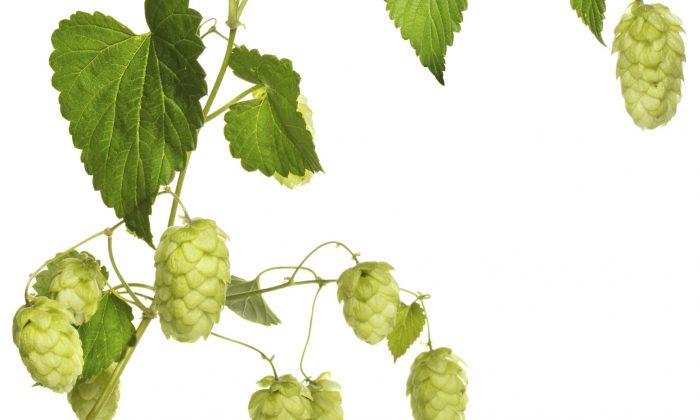 Hops: The Manager’s Herb