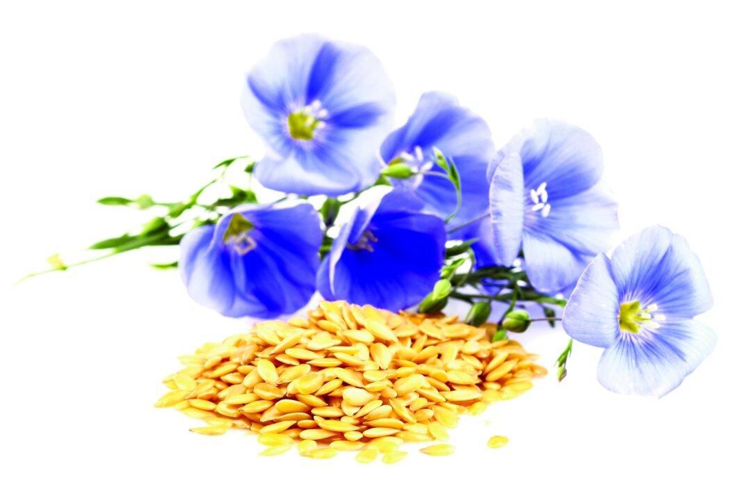 Bounce Back With Linseed