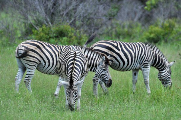 Plains zebras in the Kruger National Park near Nelspruit, South Africa, on Photo Feb. 6, 2013. (Issouf Sanogo/AFP/Getty Images)