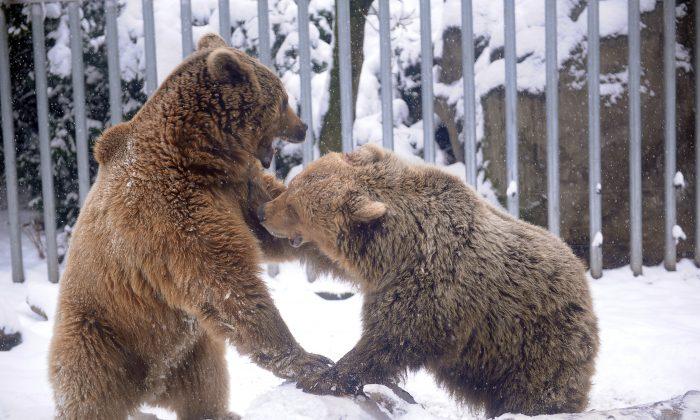 Alaska Man Survives Brown Bear Attack After Friend’s Actions