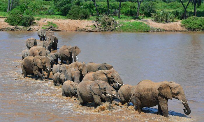 Elephant Tramples Poacher in Zimbabwe Game Reserve