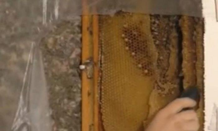 40,000 Bees in Bedroom Removed 