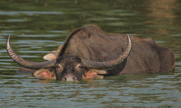  New Home for Endangered Asiatic Wild Buffalo 