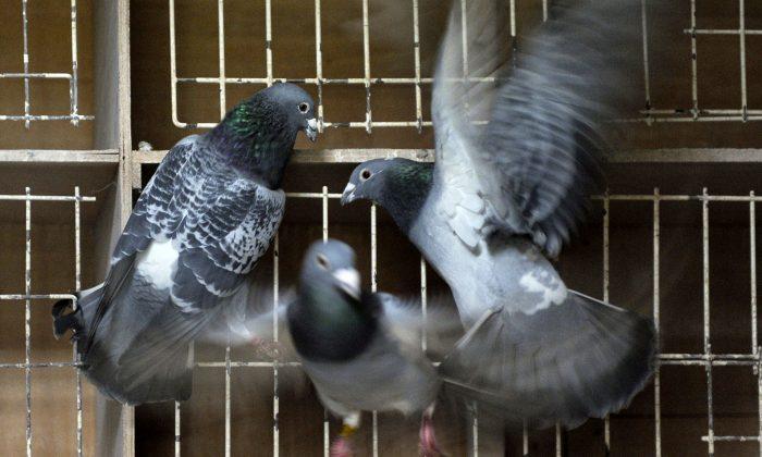 ‘Zombie Pigeons’ Causing Panic, Speculation in Russia