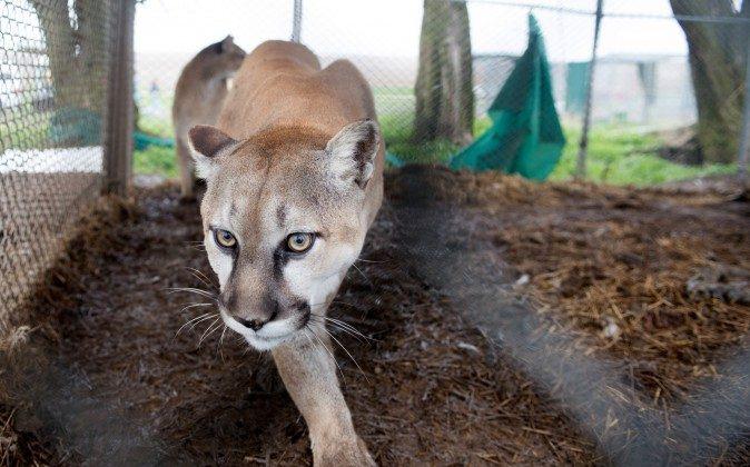 Mountain Lion on California High School Campus Prompts Lockdown