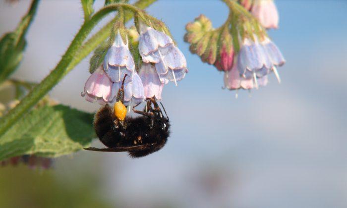Swedish Bumblebees to Repopulate England