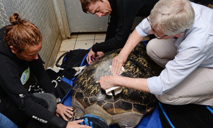 Green Sea Turtle Gets Custom Belt to Help Swim