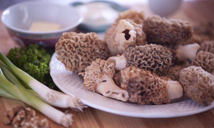 Wild Morels: A Delicacy Any Way They’re Served 