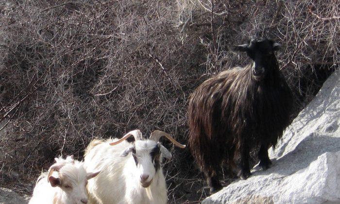 Thousands of Rare Pashmina-Wool Goats Dead