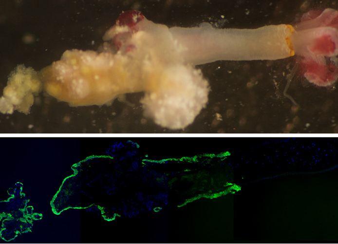 Zombie Worms Eat Bones: 'Bone Worms' Use Bone-Melting Acid (+Photos)