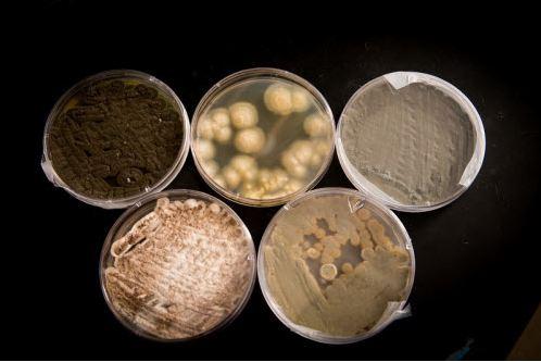 Fungus in Capri Sun: Five Types Found