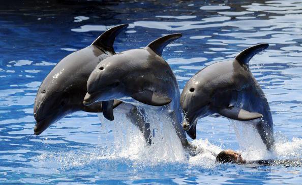 India Calls Dolphins ‘Non-Human Persons’, Bans In-Captivity Shows