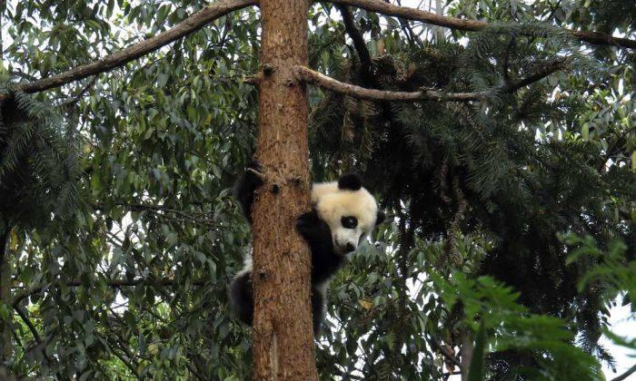 Chinese Vineyards Could Threaten Panda Habitat 