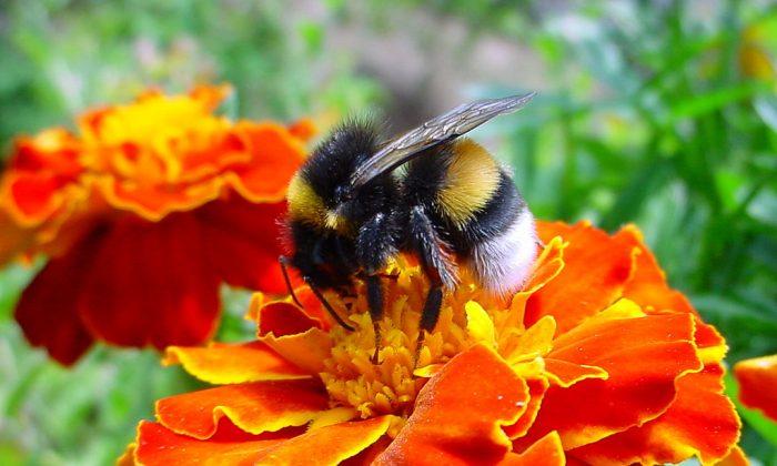 Bee Kill-off: Number of Bumblebees Killed Upped to 50,000 