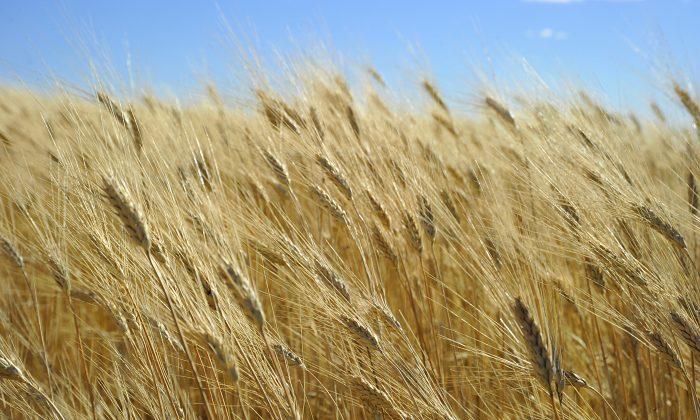 World Wheat Market Fears GMO Contamination