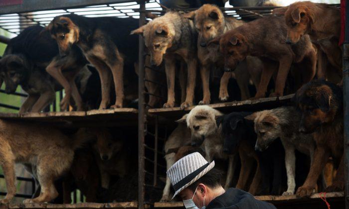 Chinese Animal Activists Save 400 Dogs from Meat Festival
