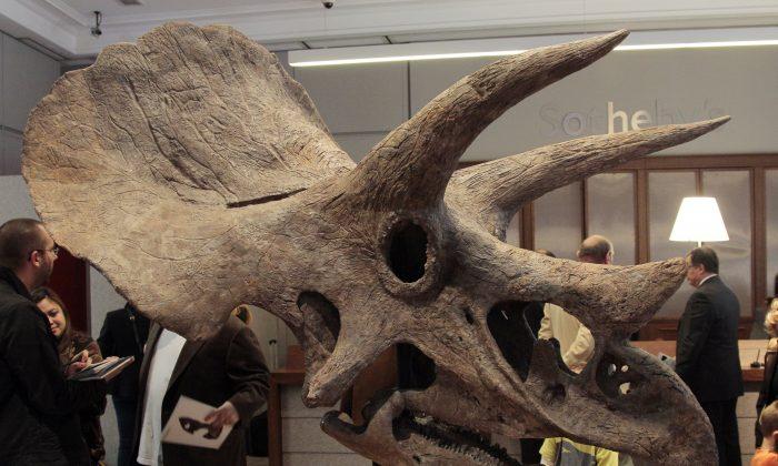 Triceratops Trio Found in Wyoming: Report