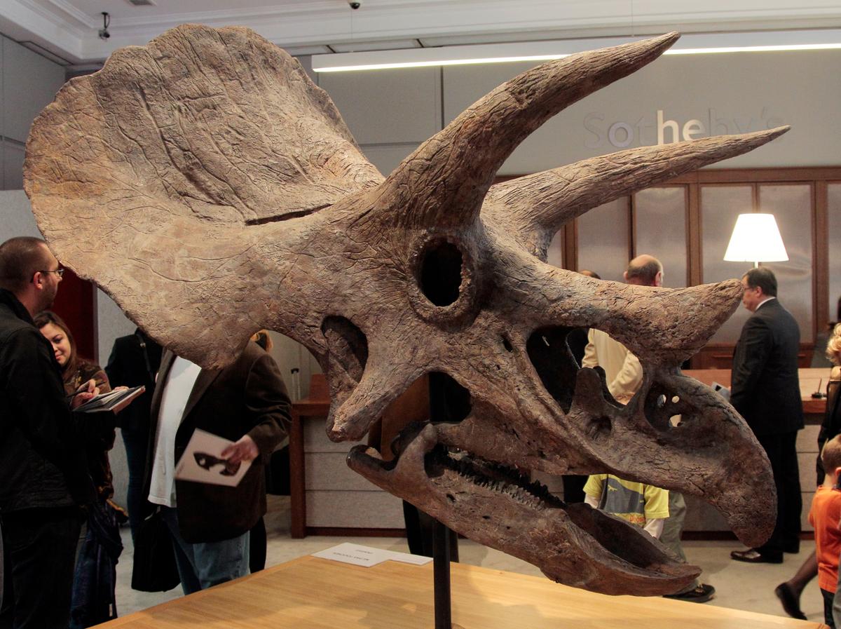 Triceratops Trio Found in Wyoming: Report