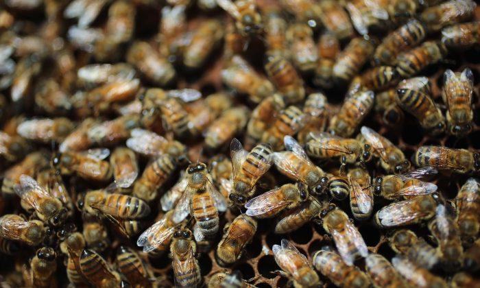 Bee Swarm Attacks Man, Kills Dog in Houston
