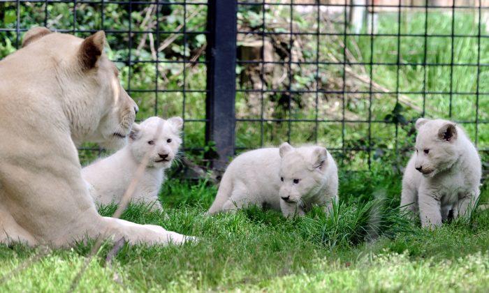 14 White Lions, Other Exotic Animals Discovered in Thai Warehouse