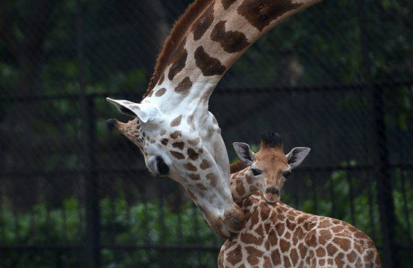 A mother giraffe licks her 20-day old baby calf at the Alipore Zoological Gardens in Kolkata on June 10, 2013. With the birth of this newborn, the number of African giraffes has increased to nine and the garden authorities are taking special care of the newborn and its mother. (Dibyangshu Sarkar/AFP/Getty Images)