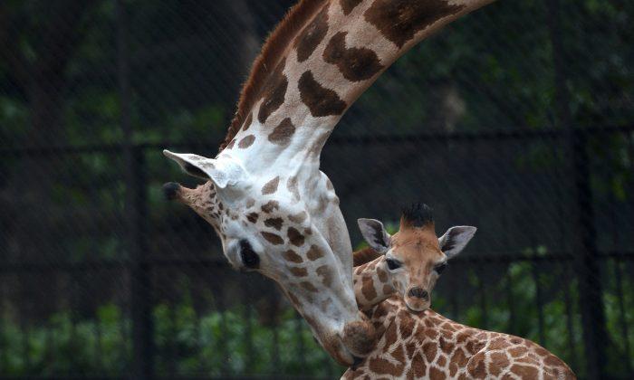 Rare African Giraffe Born in India (Photos)