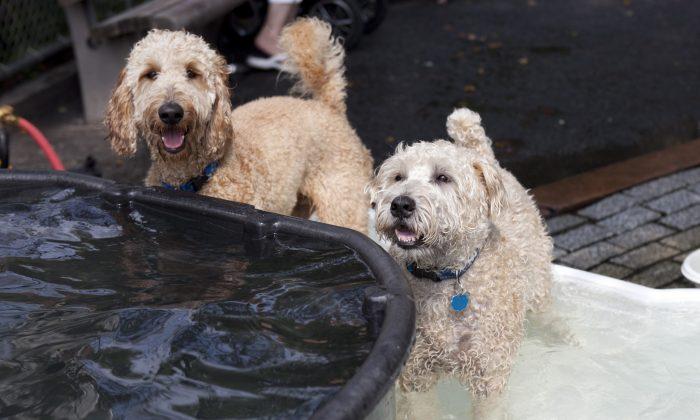 New Yorkers Keep Pets Cool During Summer Heat