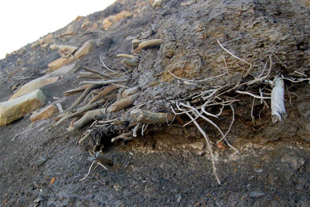 400-year-old Plants Spring Back to Life