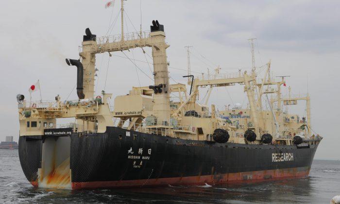 Japanese Whaling Crew ‘Eaten Alive by Killer Whales, 16 Dead’ is Fake; MV Nisshin Maru Ship Still Going