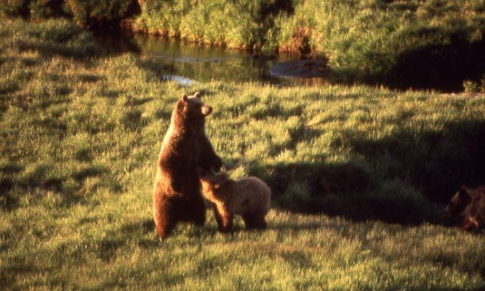 Officials Hunting for Bear that Killed Mountain Biker