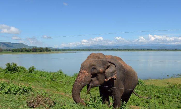 Zimbabwe Elephants Poisoned: Reports Say More than 300 Elephants Poisoned with Cyanide