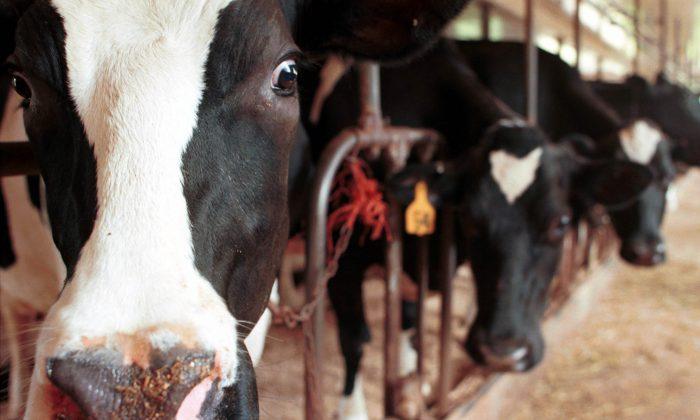  Food Stamp Cuts and Dairy Policy Derail Farm Bill