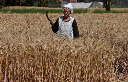 Rida Ibrahim, a 62-year-old Egyptian farmer, harvests wheat on his farm in Qalubiyah, North Cairo, Egypt, on May 13, 2013. (Hassan Ammar/AP)