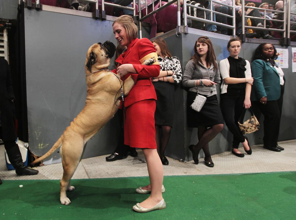 A Bullmastiff is shown at the dog competition at the Westminster Kennel Club Dog Show February 16, 2010 in New York. A 5-year-old boy was reportedly killed by a Bullmastiff in Arkansas this week. (Chris Hondros/Getty Images)