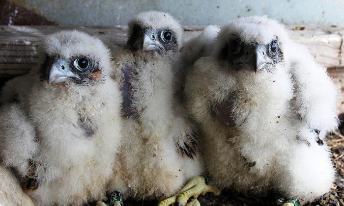 Six Peregrine Falcons Born on NYC Bridges