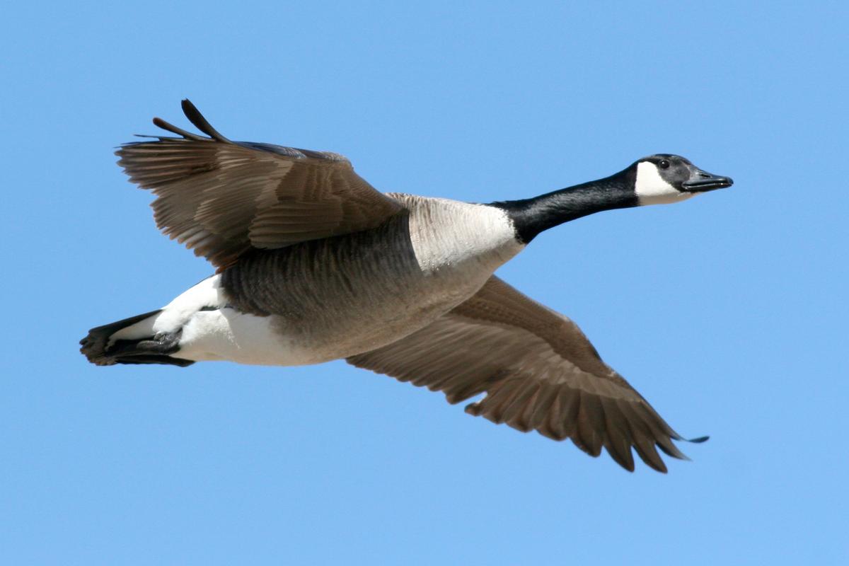 Chinese Idiom: A Wild Goose Carries a Message From Afar (鴻雁傳書)