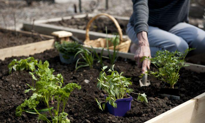 Raised Garden Bed Kits For Growing Culinary Herbs 