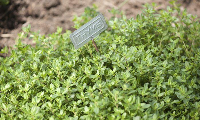 Thyme ‘That Smells of Dawn in Paradise’ (Part 2)