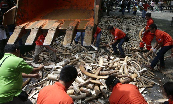 In Fight Against Elephant Poaching, Philippines Crushes 5 Tons of Ivory