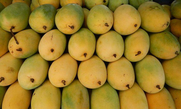 Mango, Indeed the King of Fruits