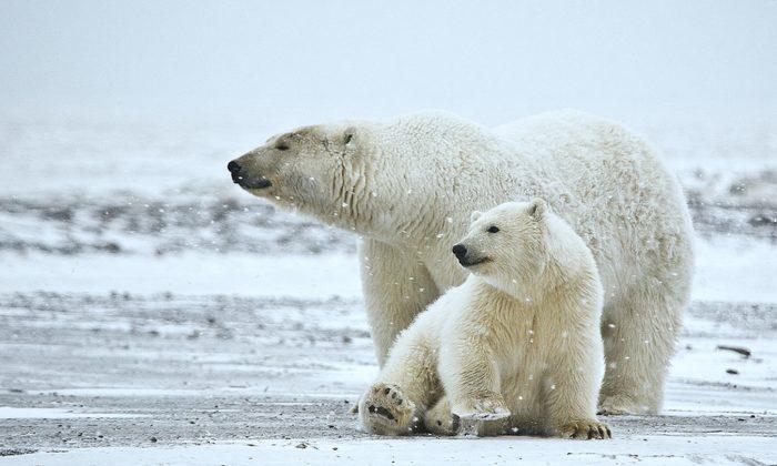 New Diseases Harm Polar Bears as Climate Changes