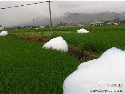 ‘Cotton-Candy’ ‘Monsters’ Appear in Rice Paddy