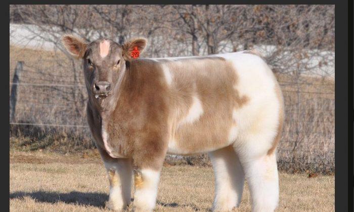 ‘Fluffy Cow’ Posted on Reddit, Takes Internet by Storm (+Photo)
